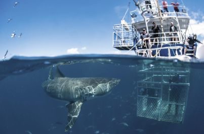 Potápanie so žralokom bielym v klietke